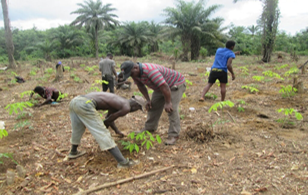 Farmers planting of bud wood nursery at Datuh Town, Kokoyah District, Bong County