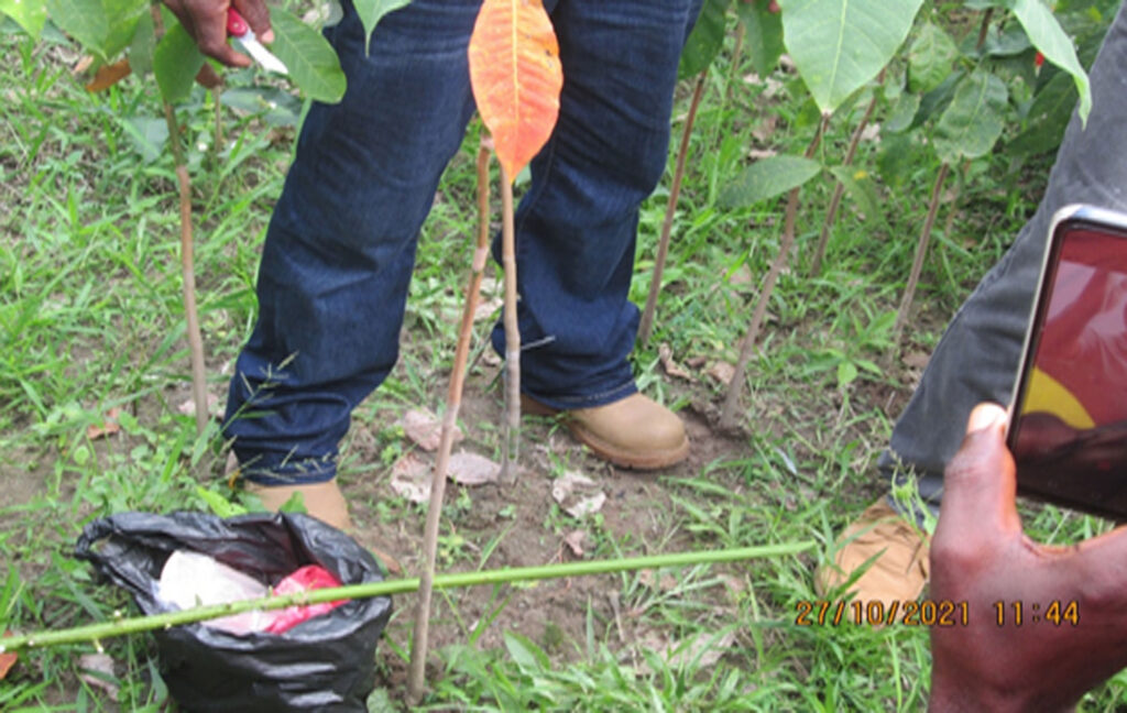 Farmers are being trained in bud-grafting at QuoiQuoiTa, Kokoyah District, Bong County