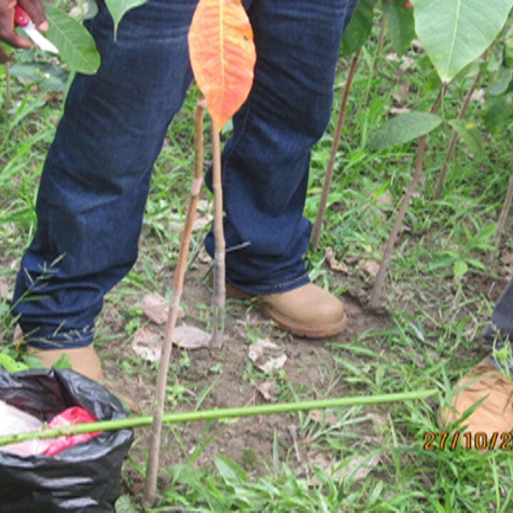 Farmers are being trained in bud-grafting at QuoiQuoiTa, Kokoyah District, Bong County