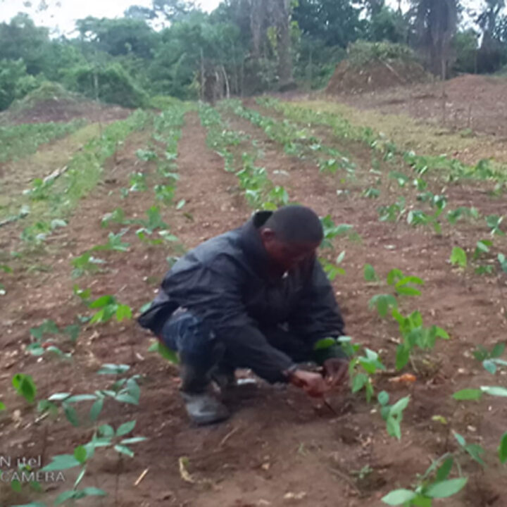 RDFI field technician inspects seedlings planted in nursery at Boegeezay, Rivercess County