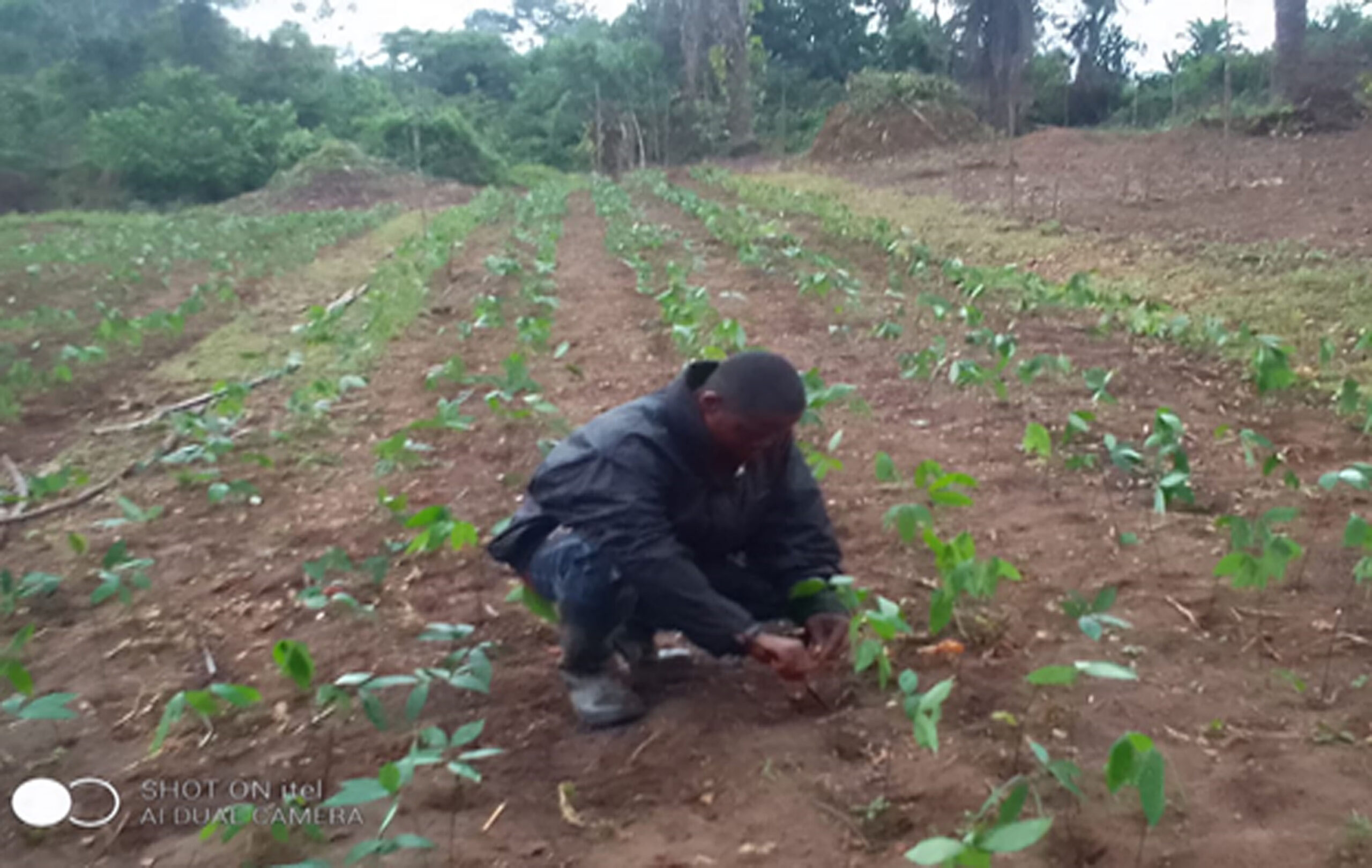 RDFI field technician inspects seedlings planted in nursery at Boegeezay, Rivercess County