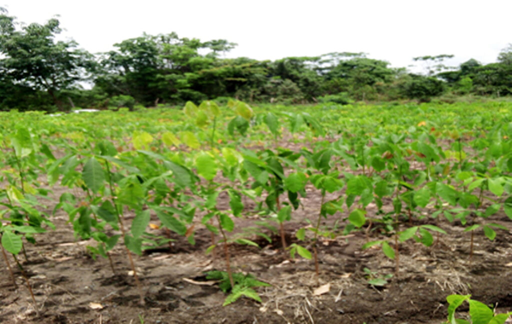 Rootstock nursery at Kanneh-La, Gbarpolu County. An estimated 18,000 seedlings were planted